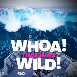 Whoa! That Was Wild