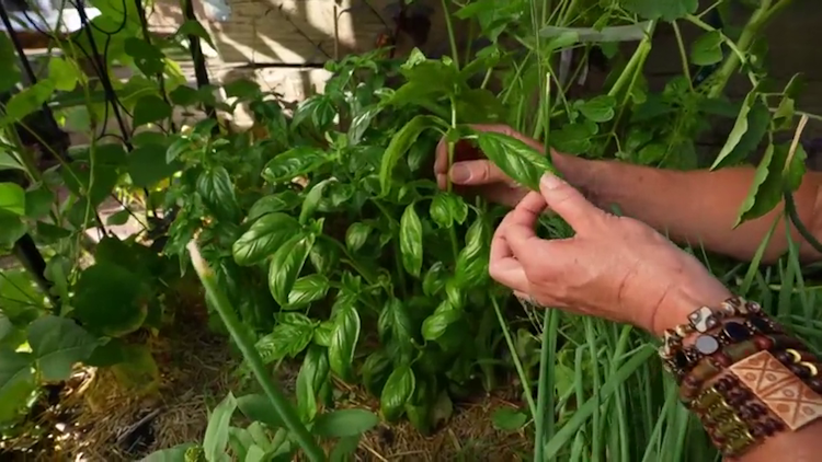 How NOT to Harvest Basil