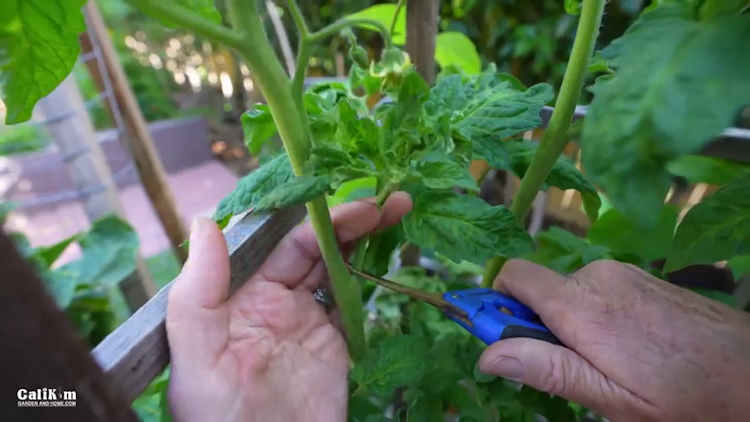 How to Clone Your Favorite Tomato Plant!