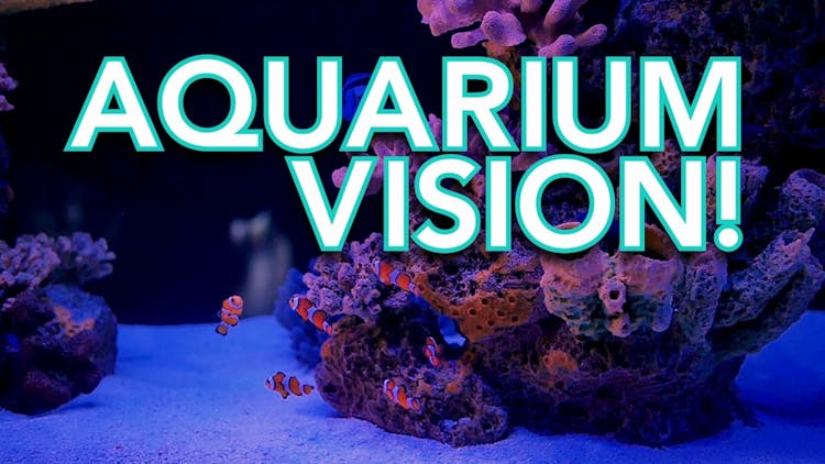
Aquarium Vision
