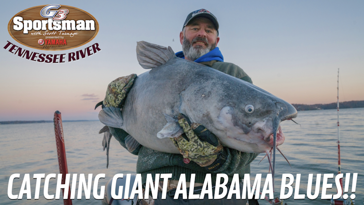 Catching Giant Alabama Blue Cats